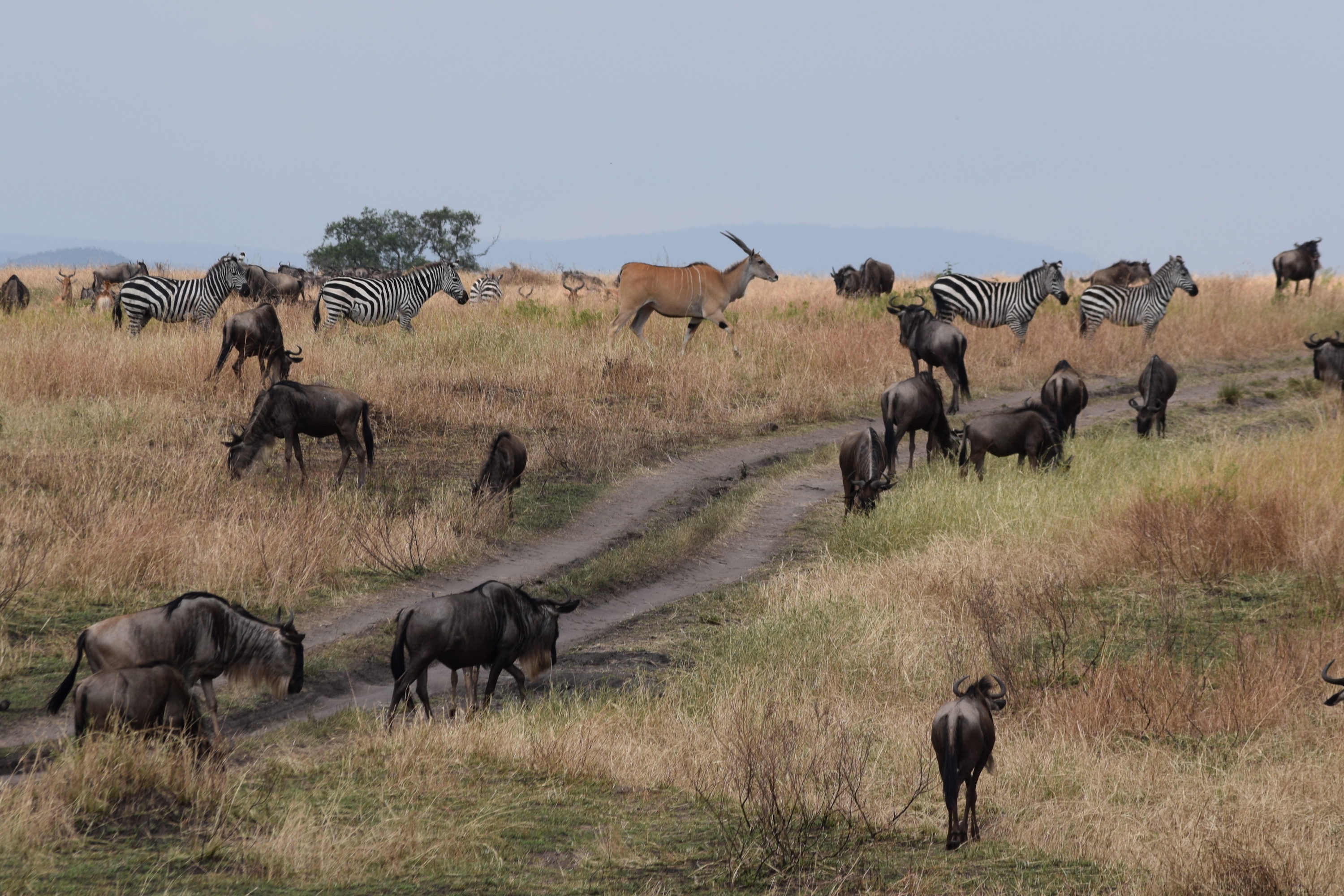 ngorongoro