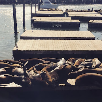 sealions